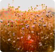 Warm colours